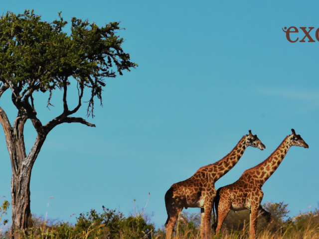 Embark on a mesmerizing journey to Morocco with Exoticca!