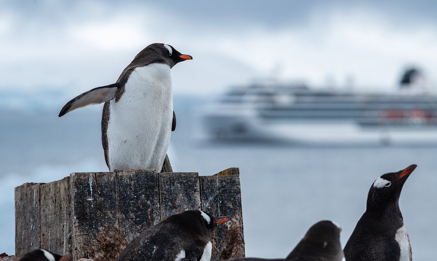 SUSTAINABLE-TRAVEL_Sustainability-Carousel_Protect-the-Planet-Penguins.jpg