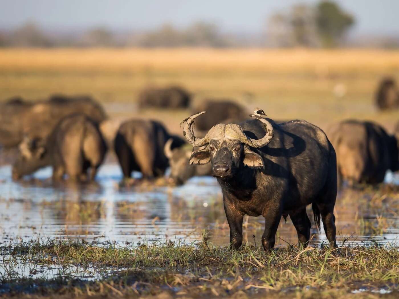 Enjoy a scenic flight to the Okavango Delta