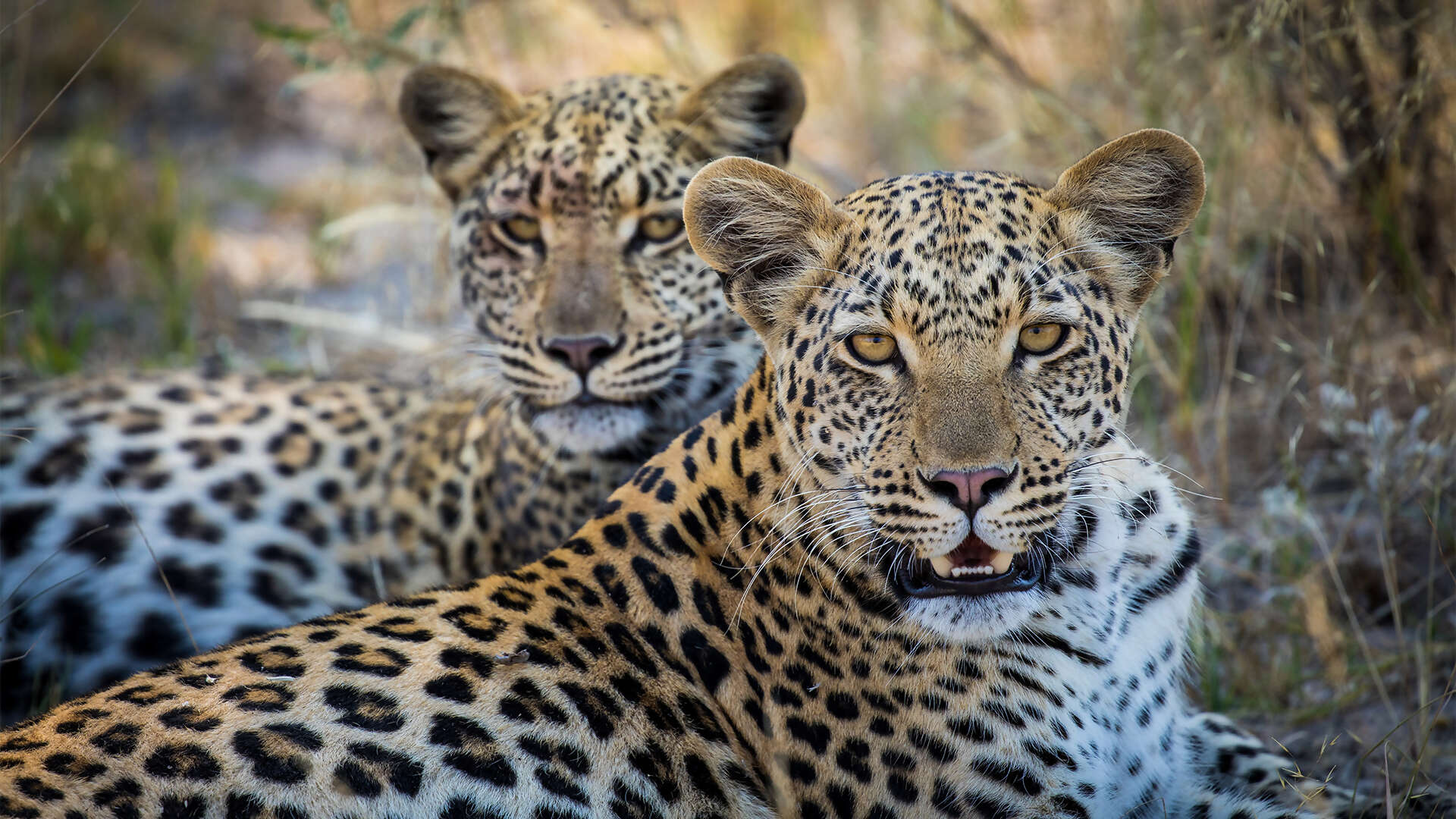14Great-Plains-Selinda-Suite-leopard.jpg
