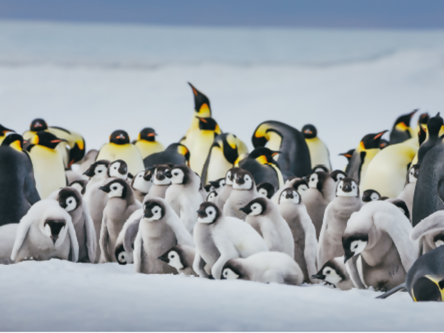 Experience A True Polar Quest with Quark Expeditions
