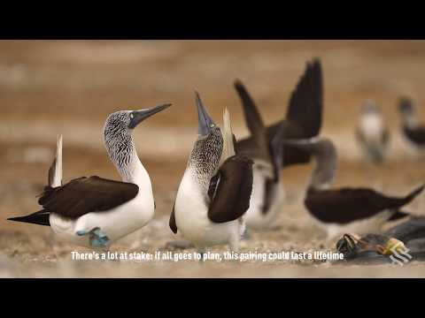 Galapagos Highlight: The Blue-Footed Boobies Dance