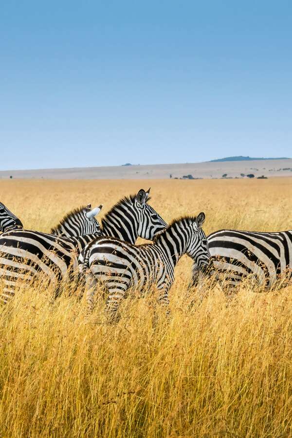Africa on Safari: Where the Wild Meets the Soul
