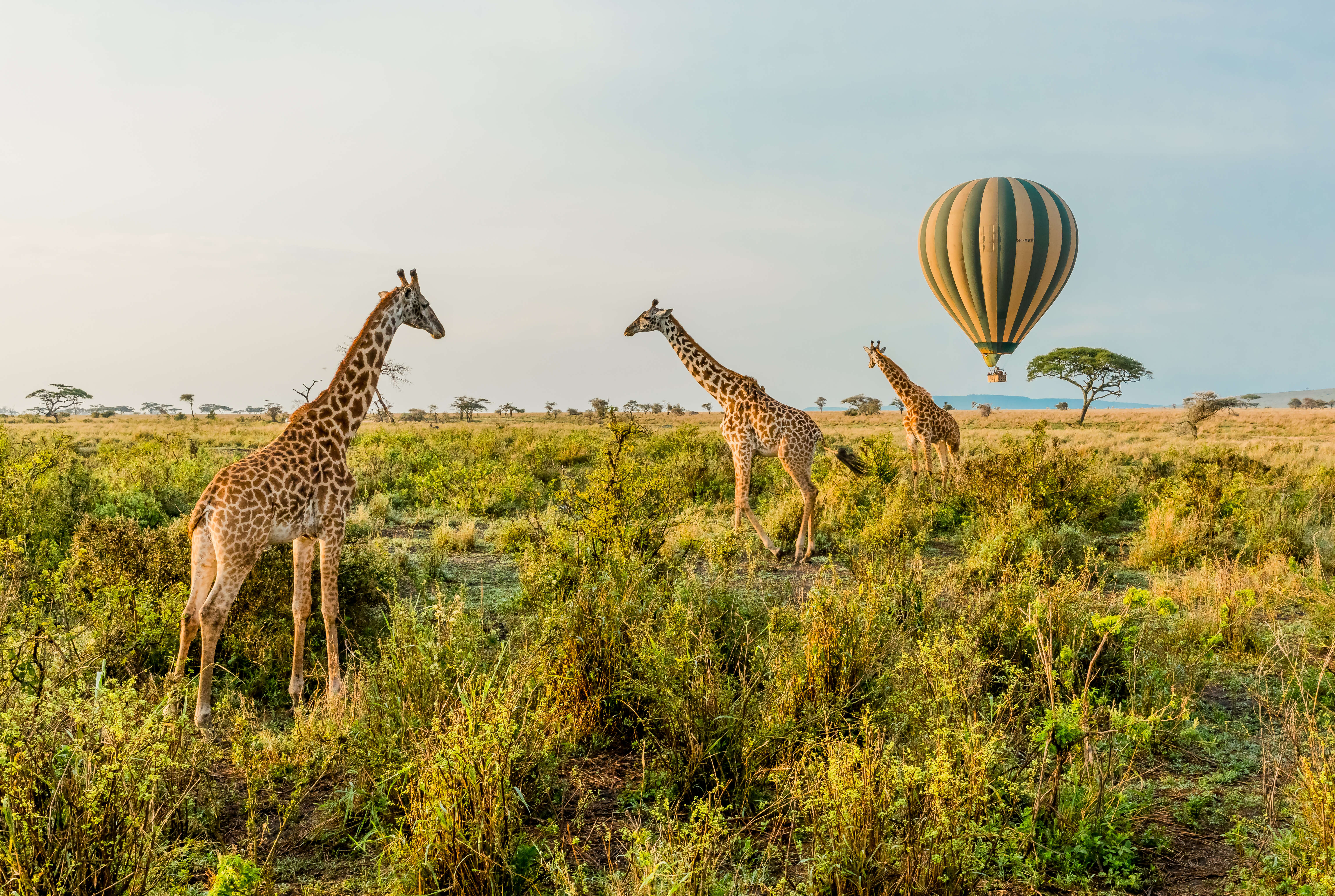 Discover the Magic of Africa