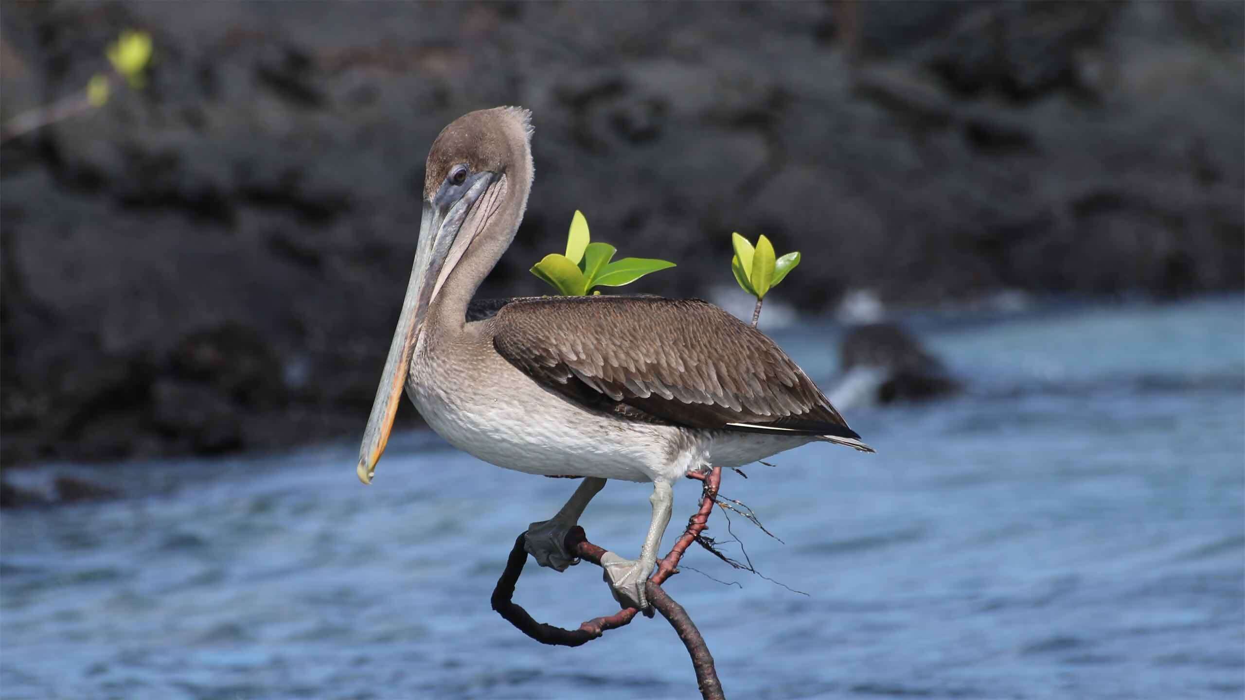 Galapagos