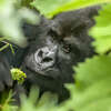 Exclusive 14-Day Kenya & Uganda Safari