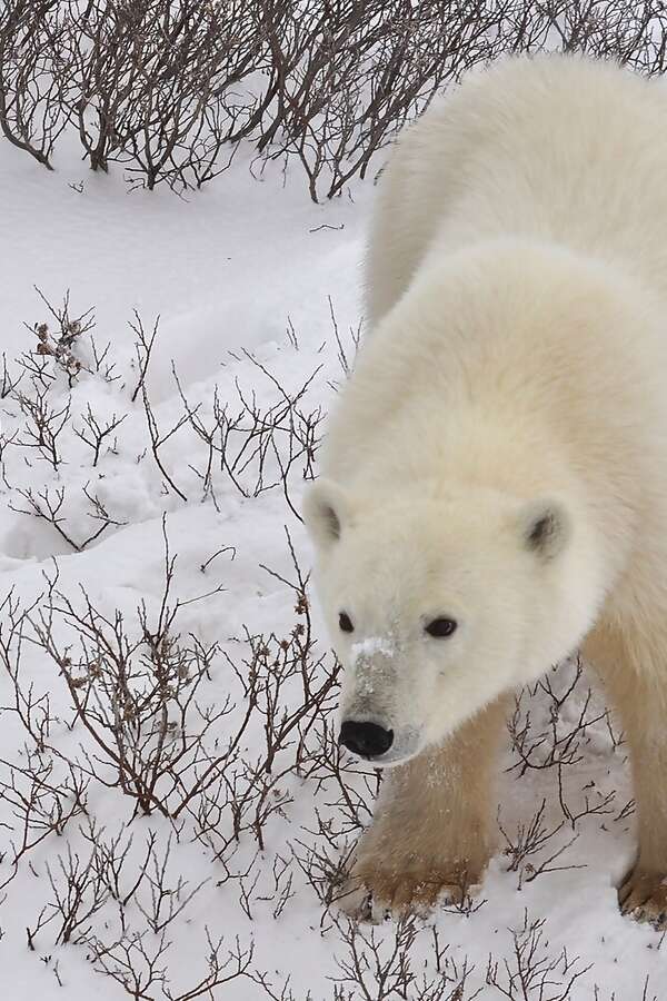 Where Polar Bears Gather and the Northern Lights Dance