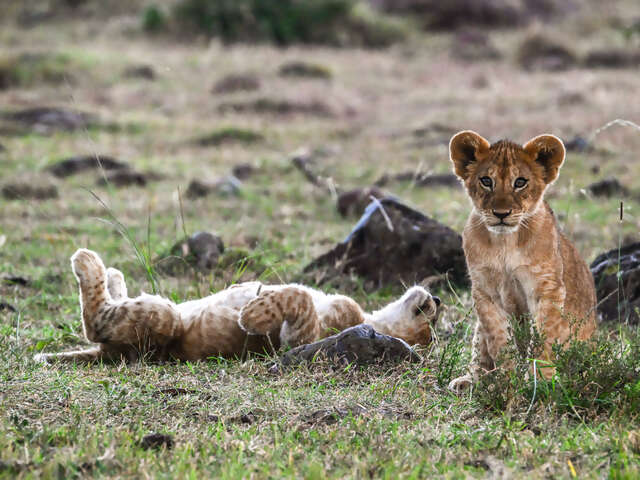 Pamper Yourself with Micato Safaris