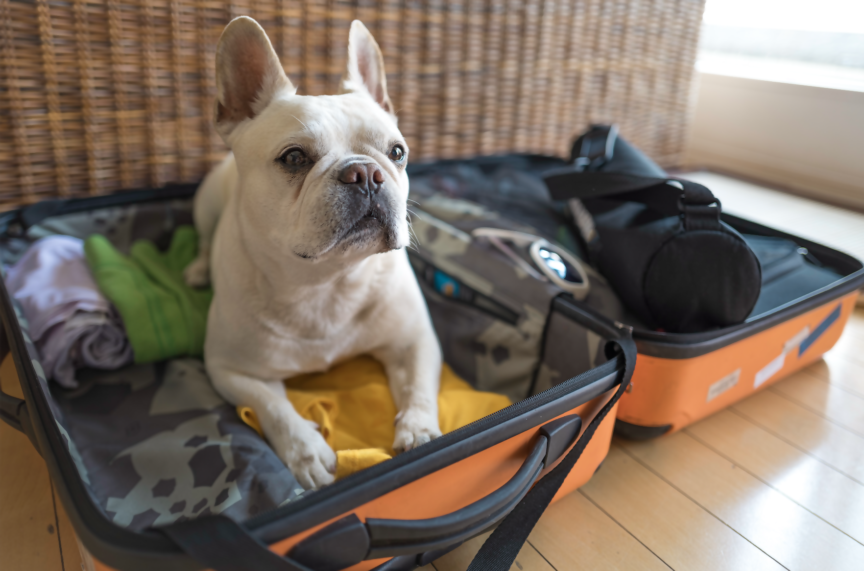 New Travel Rules for Dogs Entering (or Returning to) the U.S.