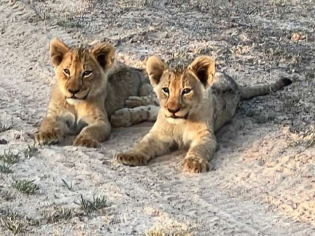 Lion Cub Banner