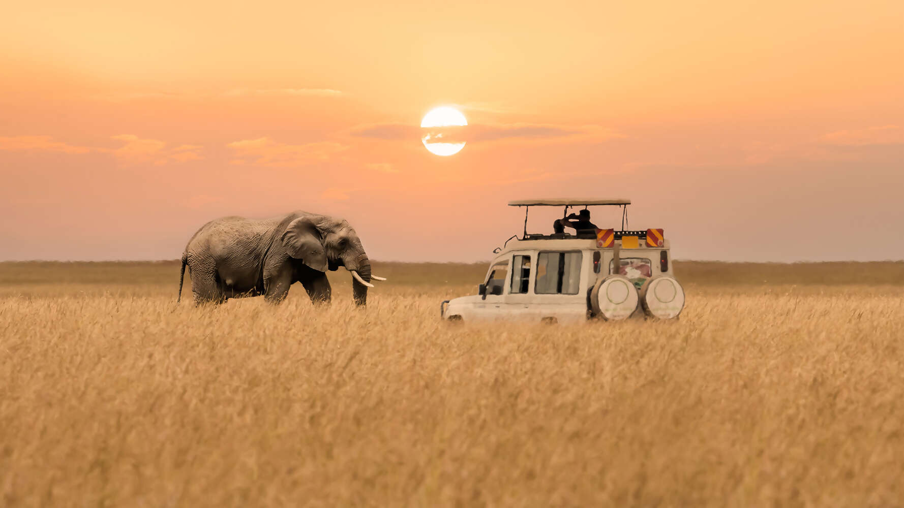 Wildlife & Safari