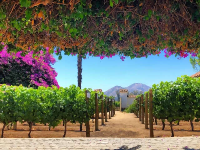 Uncorking Adventure: The Rise of Wine Travel