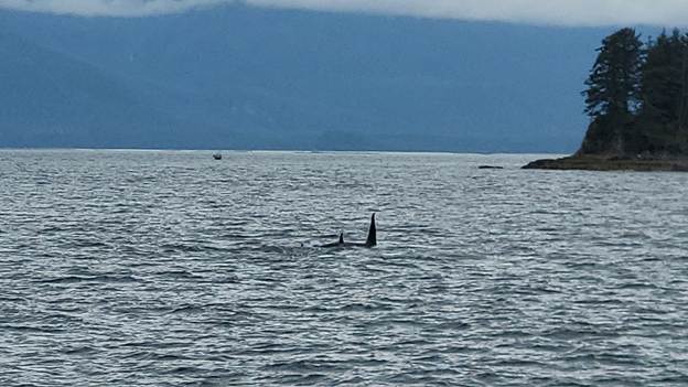 A group of whales in the water
AI-generated content may be incorrect.