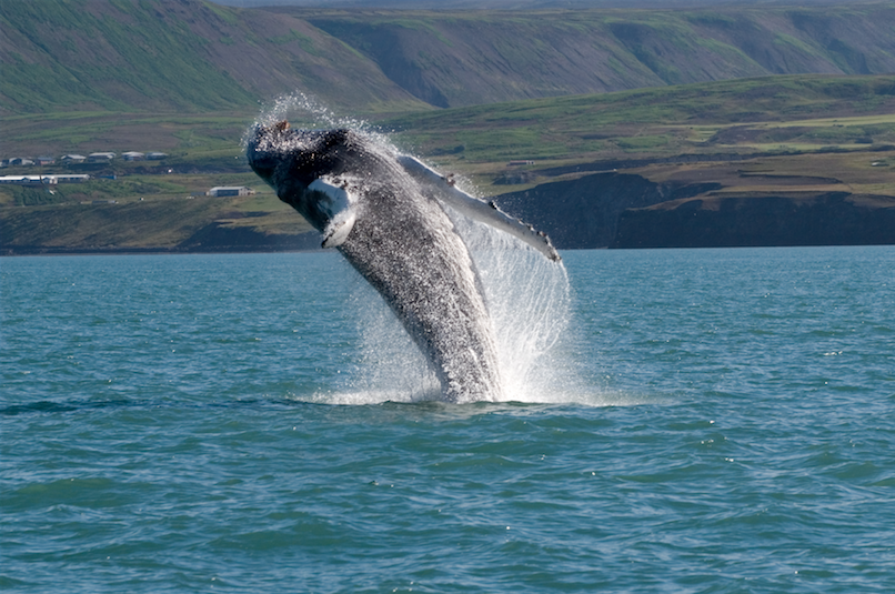 Save Hundreds on a Globus Iceland Tour with Whale Watching