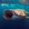 The Whale Shark Whisperer of Cabo