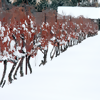 Where in the World to Drink Ice Wine