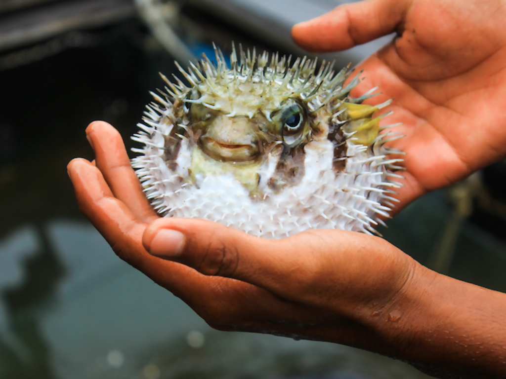 Aggrasive Fish Dare You! Where to Eat the World's Most Dangerous Fish
