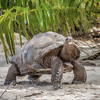 Now You Can Take an African Safari PLUS Explore the Seychelles on First-of-its-Kind Emerald Cruisetour