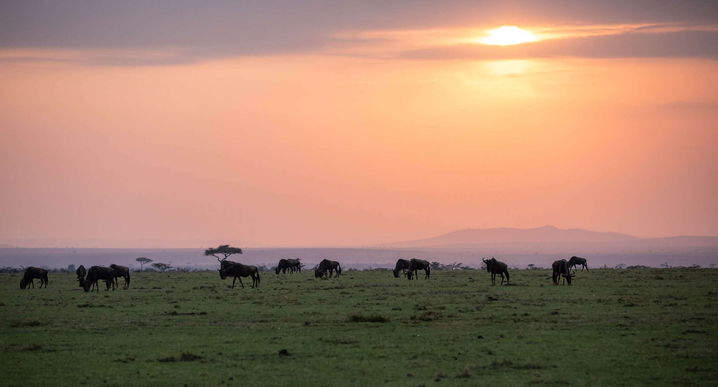 14Great-Plains-Mara-Nyika-Camp-wildebeest-sunset.jpg