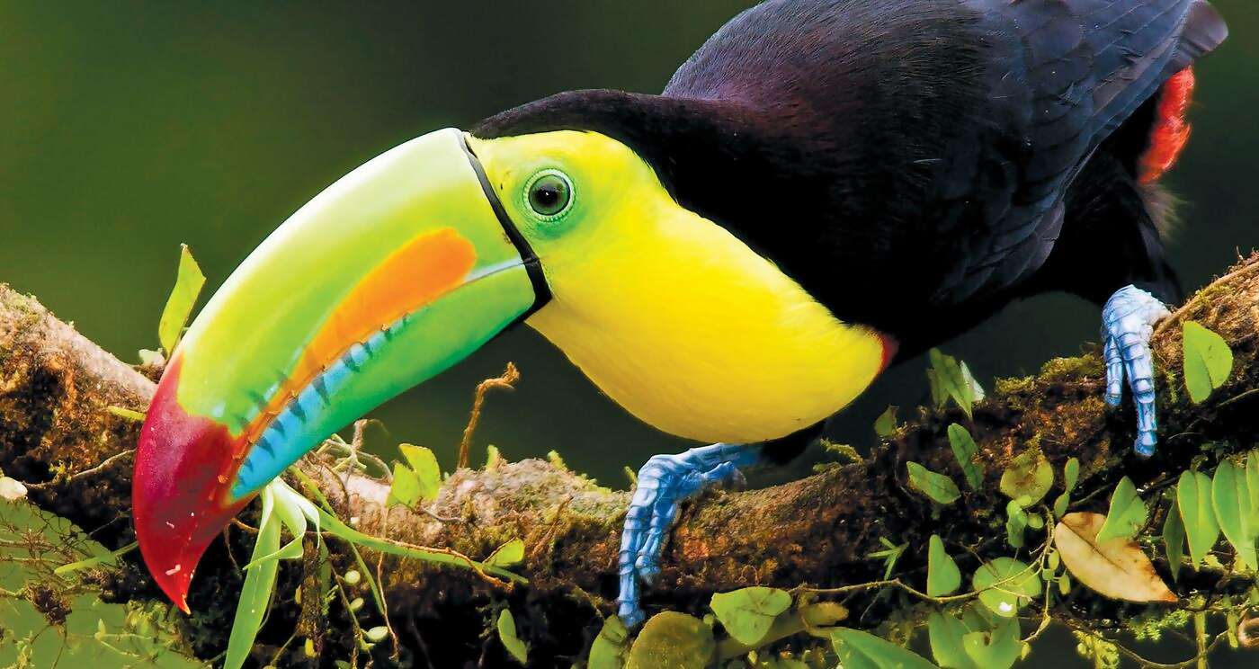 Costa Rica and the Panama Canal