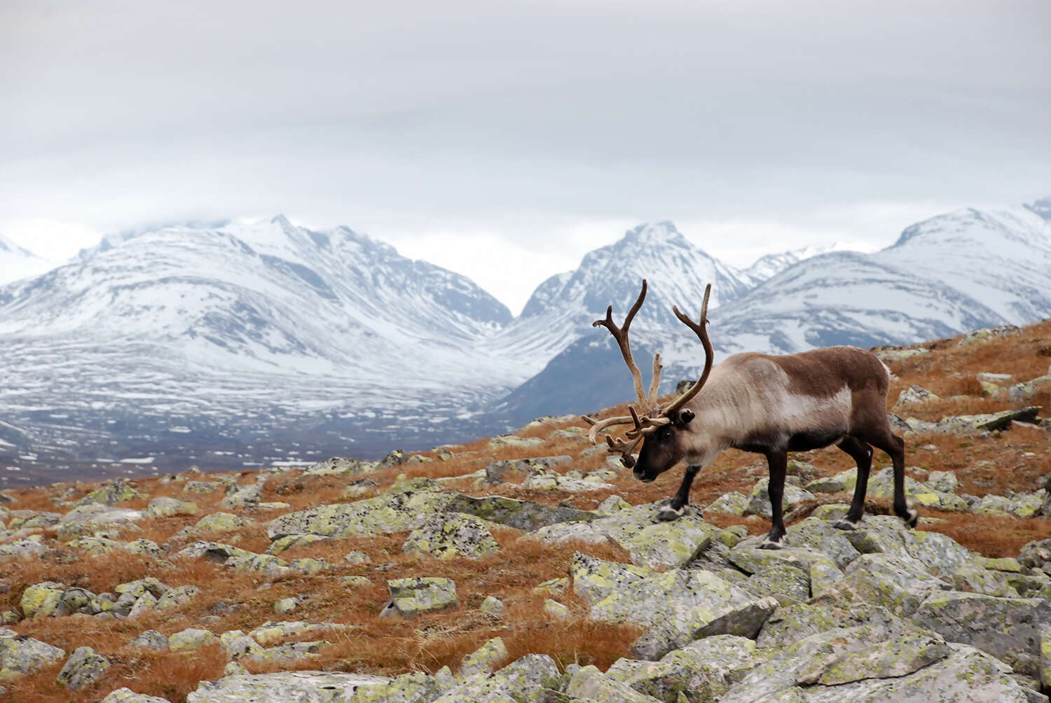 Scandinavia