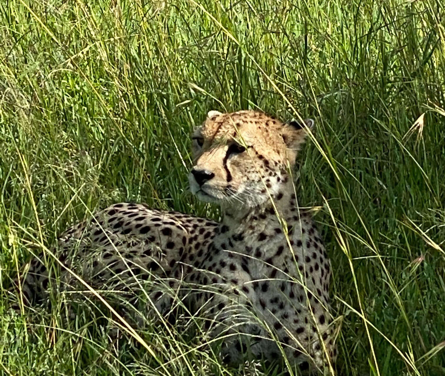 Grumeti Tanzania