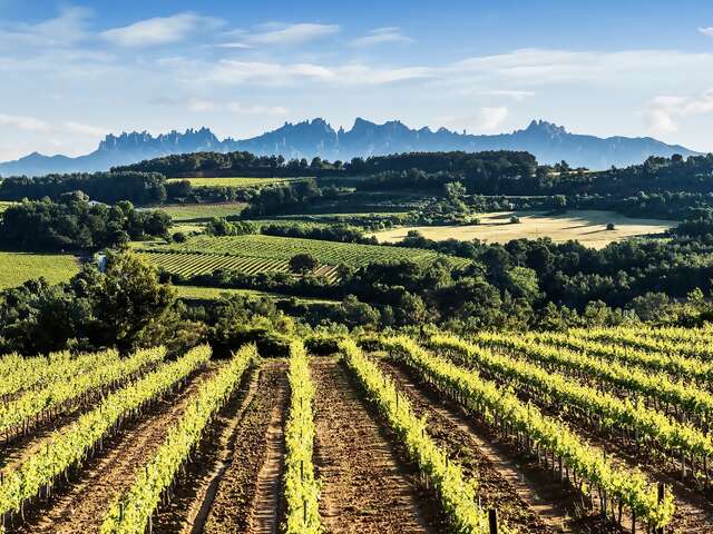 Penedès Wine & Cava Tasting and 4WD Vineyard Experience from Barcelona