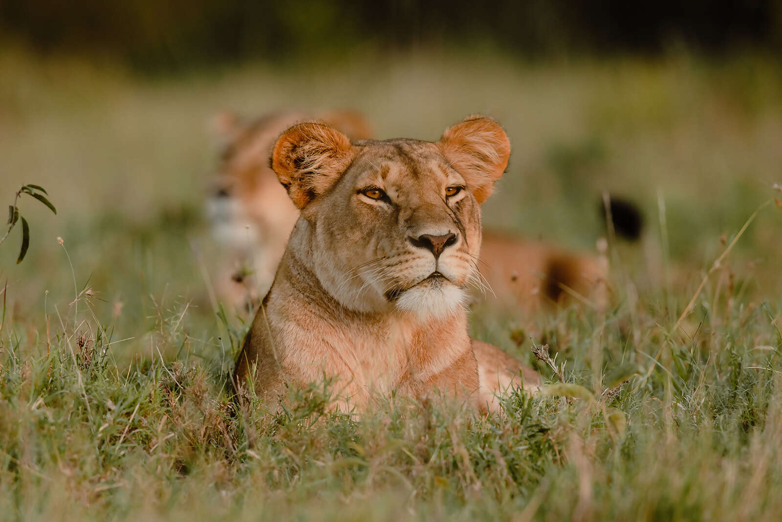 15Great-Plains-Sambuk-Suite-at-Mara-Nyika-lioness.jpg