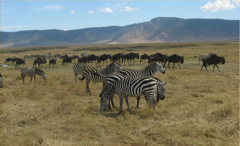 The Ngare Nanyuki