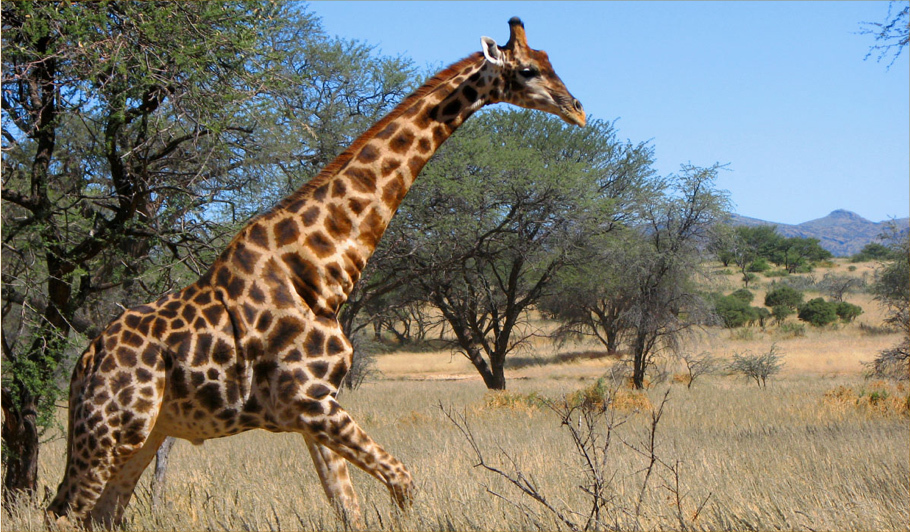 Namiri Plains Camp
