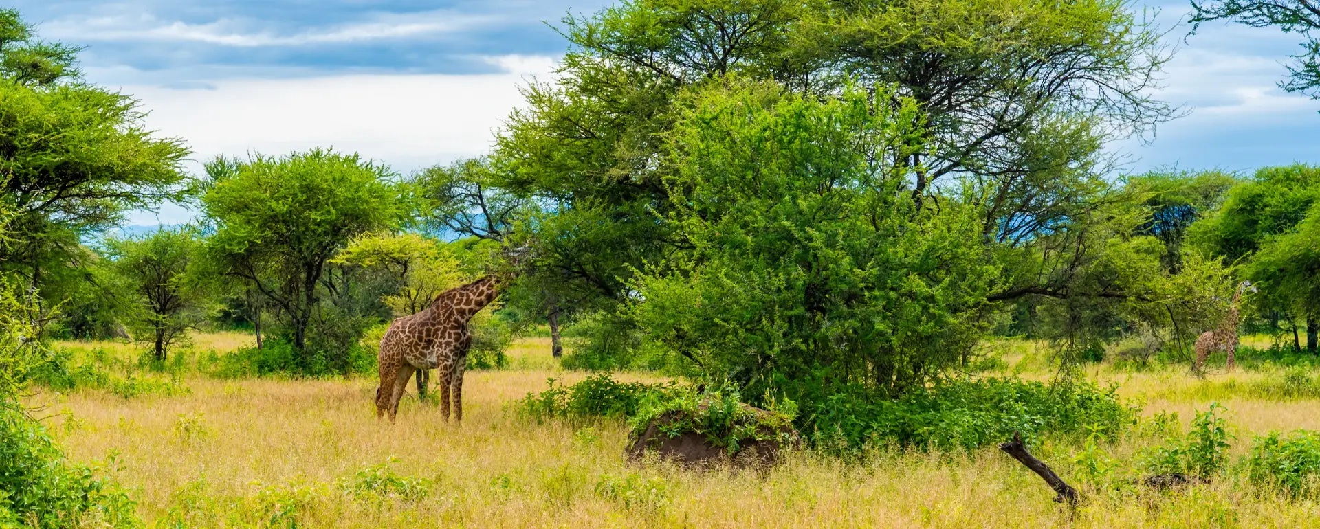 Witness Nature’s Encore on the Post-Migration Premier Safari