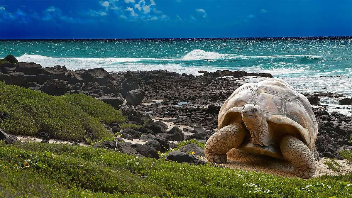 Quito & Galapagos Southern Loop - Celebrity