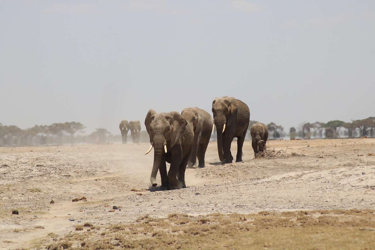 Save $400 per Couple on SITA’s Kenya Scenic Safari Tour