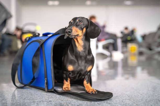 10 Essential Travel tips for Travelling with Pets