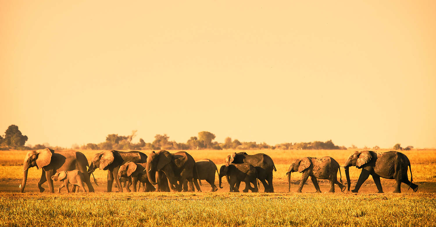 Chobe - Okavango Delta