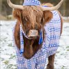 Scotland’s Cool-Weather ‘Coorie’ Culture
