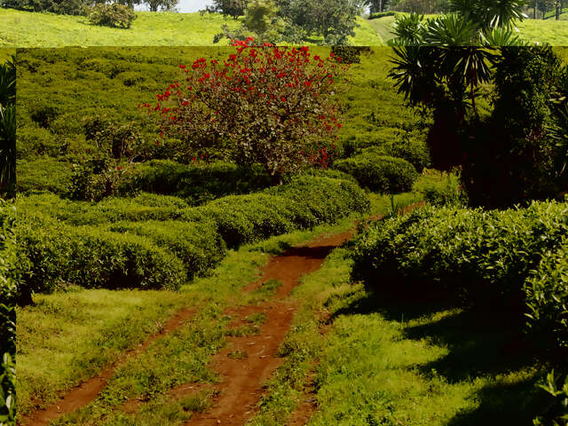 Congo Republic