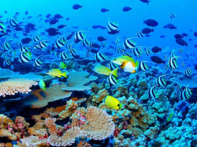 Great Barrier Reef