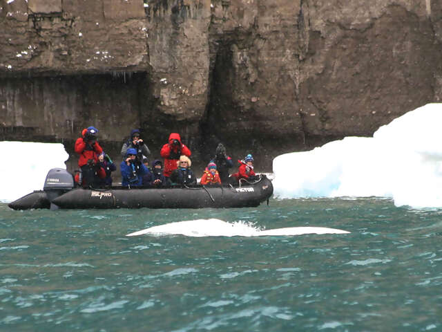 Canada's Northwest Passage: An Epic Arctic Journey with Adventure Canada