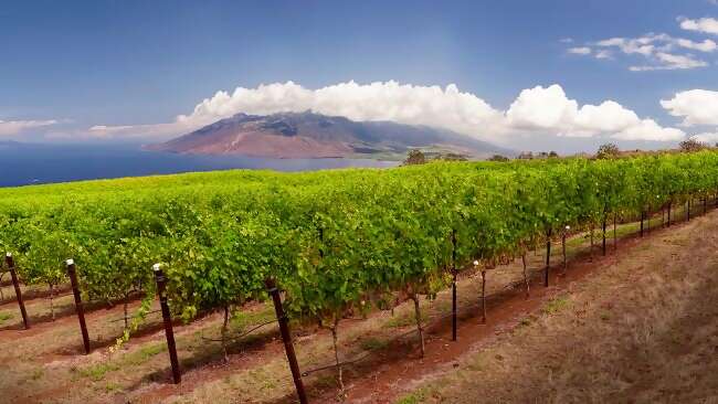 10 of the World's Most Unusual Wineries