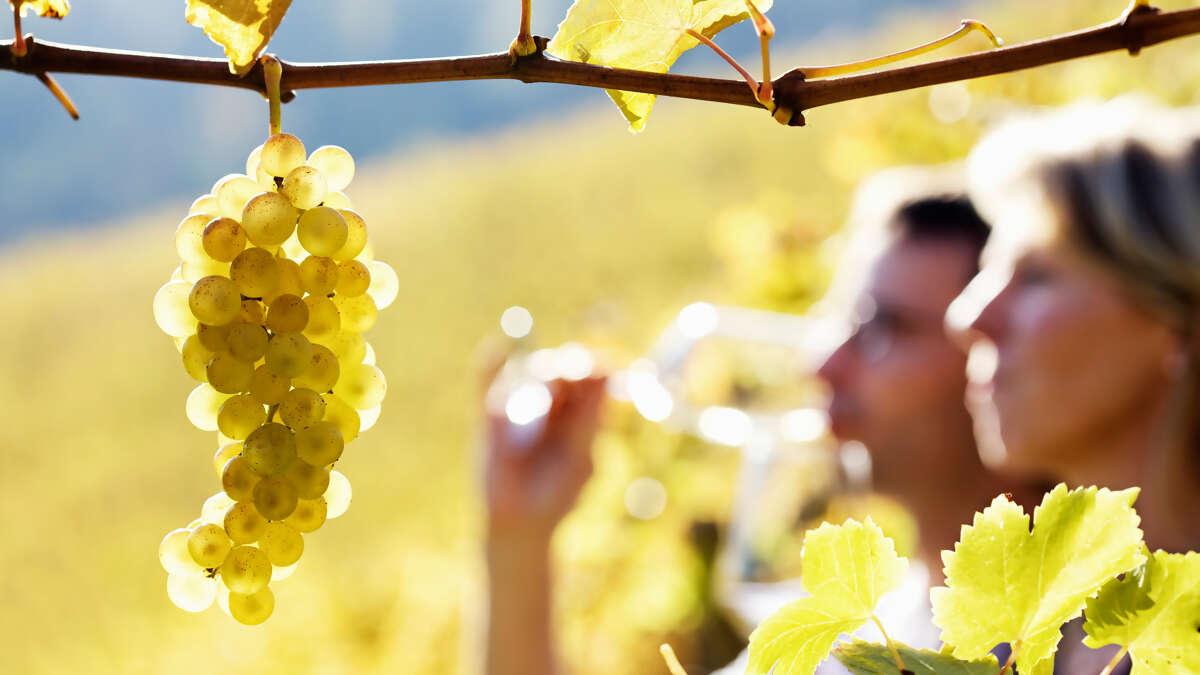 Culinary and Wine Travel