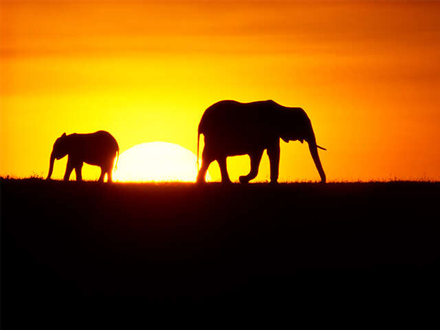 Why Africa? Why SITA Tours?