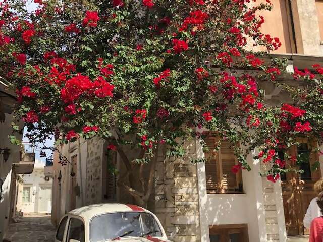 JWH Nexos Hibbs 1.jpg