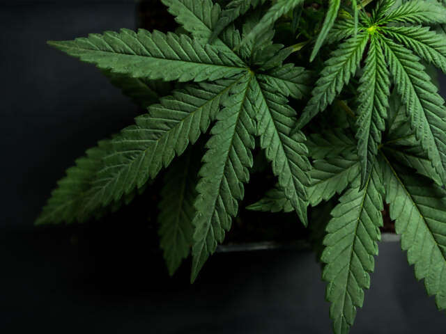 Cannabis and business travel between Canada and the US: What you need to know