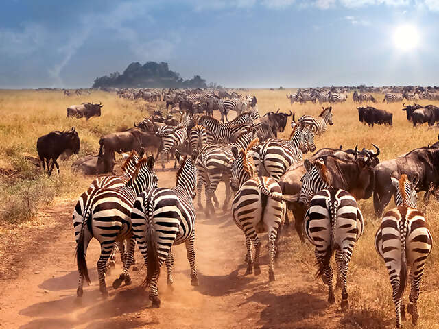 Why East Africa is the Ultimate Safari Destination