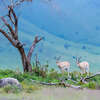 On an African Safari with Tauck: Beyond Your Wildest Dreams