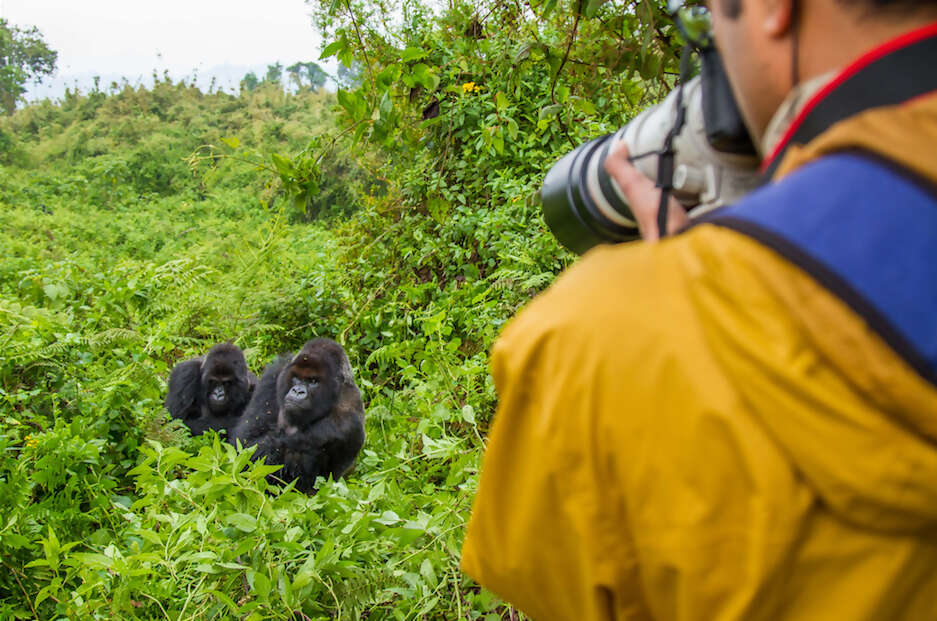 World Gorilla Day: 3 Things a Travel and Animal Lover Can Do