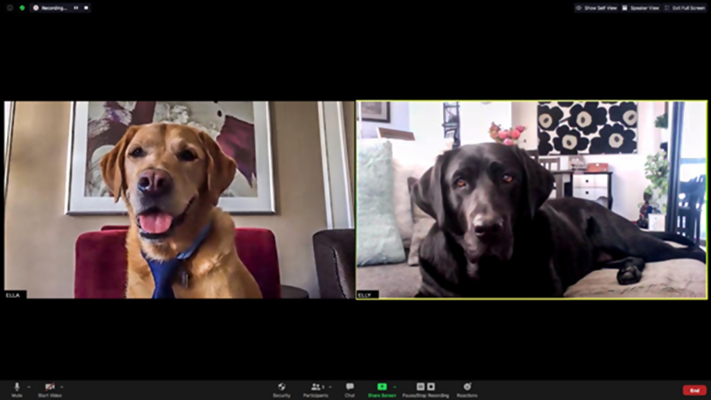 Fairmont Hotel Vancouver’s Canine Ambassadors Go Virtual to Raise Money for the Non-Profit That Gave Them Their Start