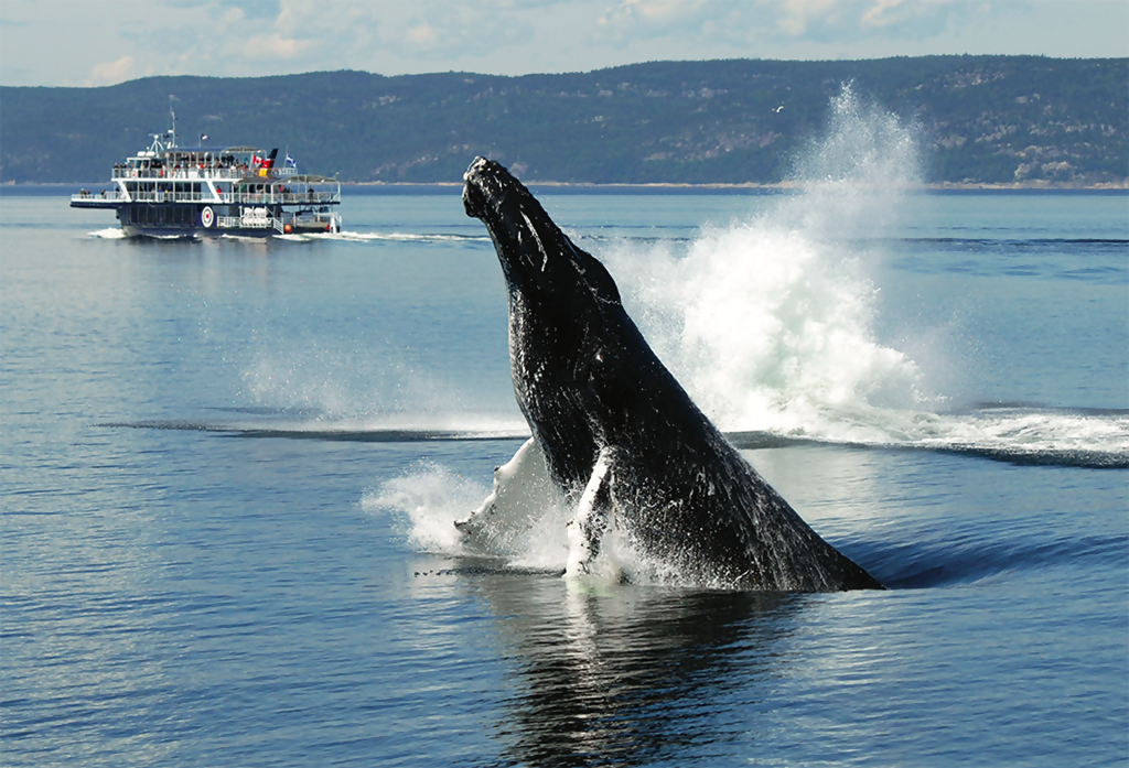 Having A Whale Of A Time In Quebec
