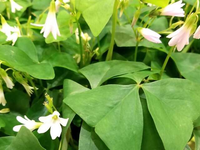 St. Patrick and Shamrocks